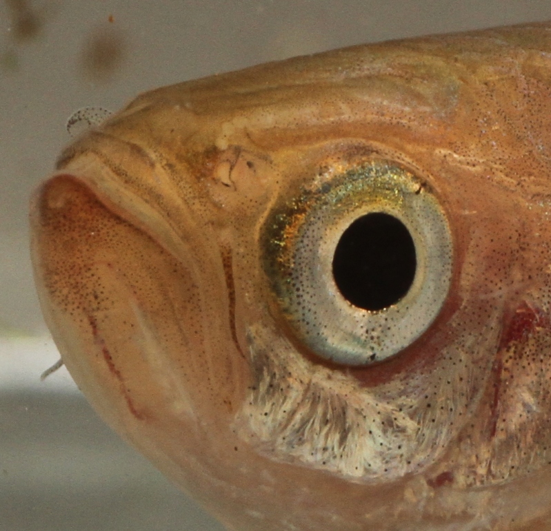 It's characterised by possessing a sharply-upturned mouth plus relatively long rostral barbels, clearly visible here.