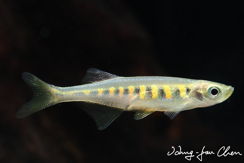 Specimen from the aquarium trade.