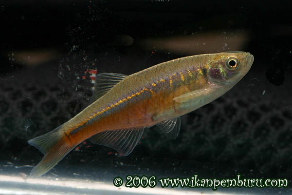 Wild male specimen from Xishuangbanna Dai autonomous prefecture, Yunnan Province, southwestern China.