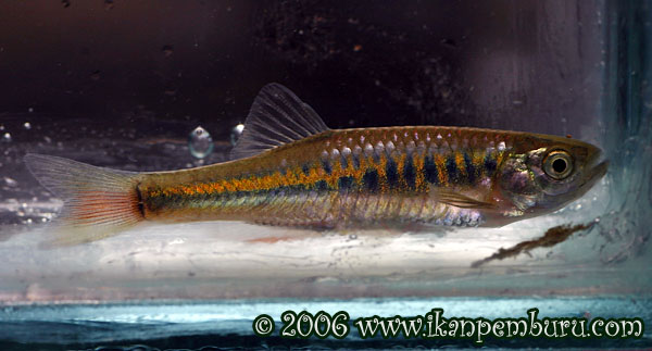Male specimen of D. interruptus photographed in the field.