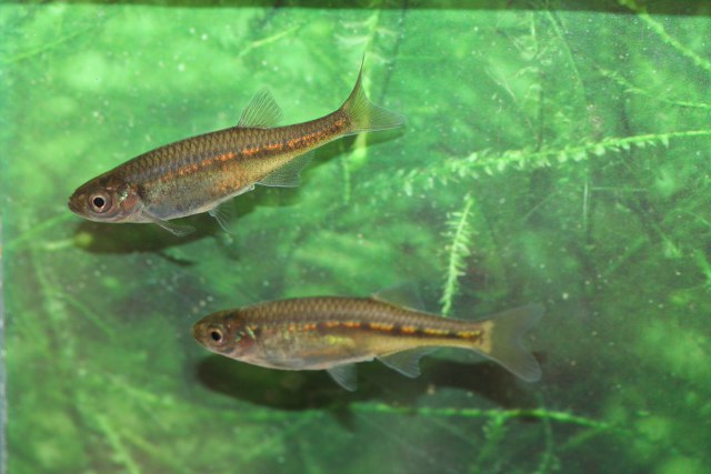 Adult specimens with more typical colour pattern.