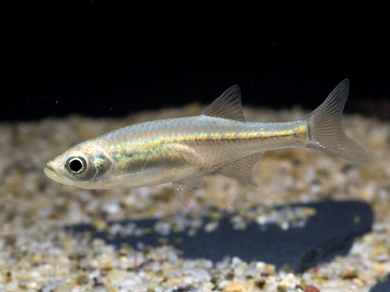 This specimen has just been introduced to a new aquarium and is exhibiting pale body colouration.