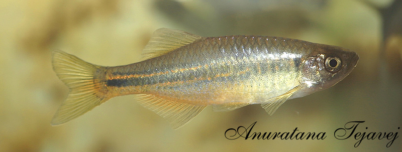 Non-nuptial adult male from northern Thailand.
