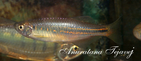 Adult female from northern Thailand.