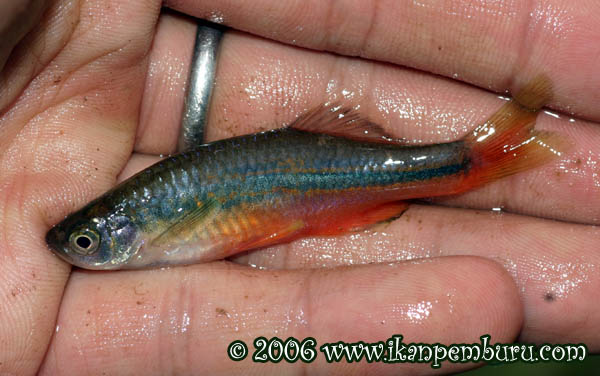 Freshly-collected adult male in breeding colouration.