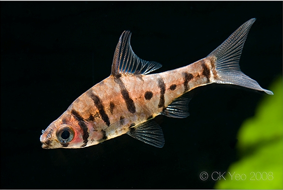 Individual from the Singapore aquarium trade.