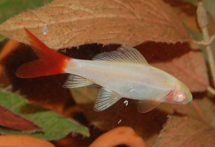 The albino form of E. bicolor has yet to find great popularity in the hobby.