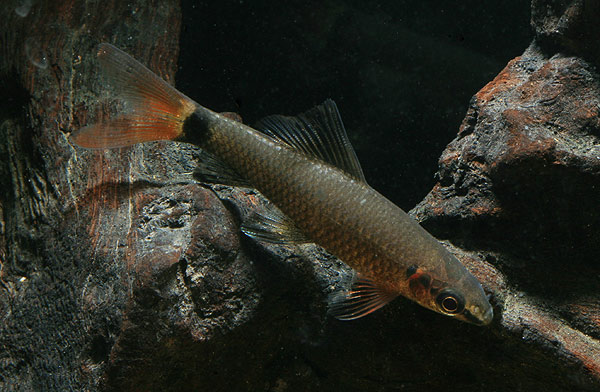 Young specimen of Epalzeorhynchos munense. Note the combination of red pectoral and caudal fins which distinguish this species from E. bicolor and E. frenatum.