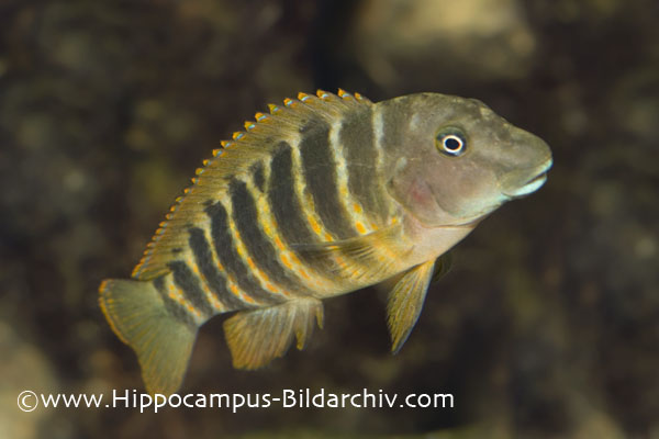 Eretmodus cyanostictus
