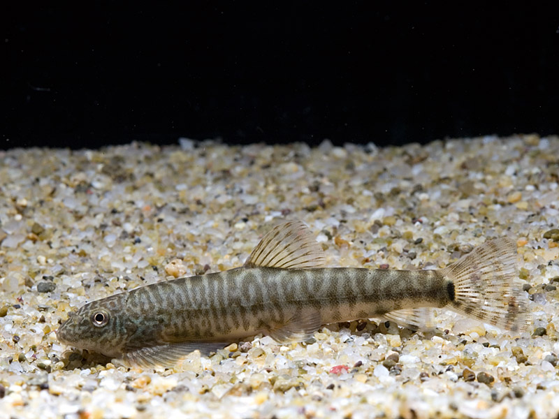 This species is uncommon in the aquarium hobby.