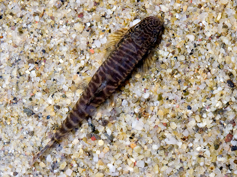 Dorsal view.