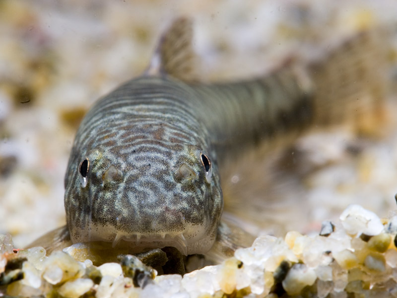 Erromyzon spp. typically possess four rostral barbels and a barbel-like projection at each corner of the mouth.