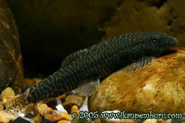 Another individual exhibiting markedly different patterning.