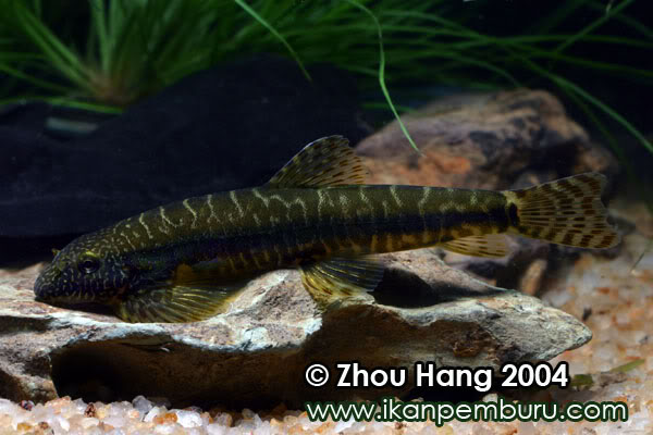 Patterning in different specimens is variable and can also appear darker or lighter depending on substrate, lighting and mood.