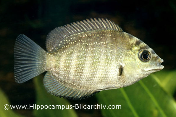 Young specimen from the German aquarium trade.