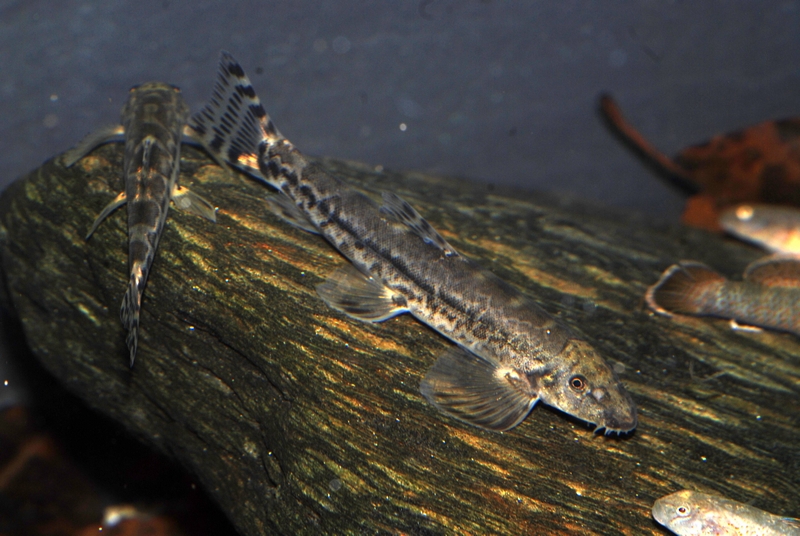 ...but begin to develop normal colouration once settled.