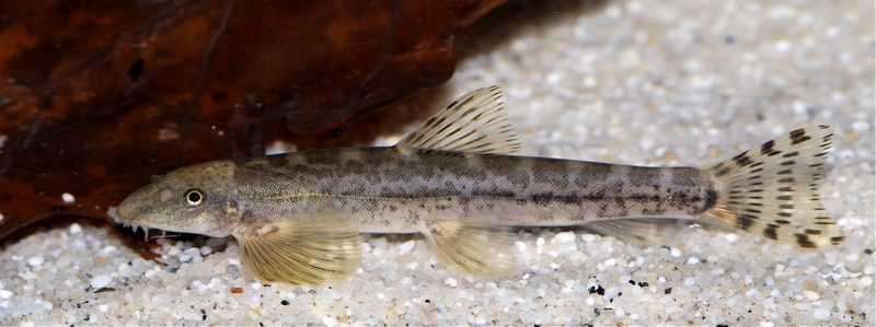 Another adult.