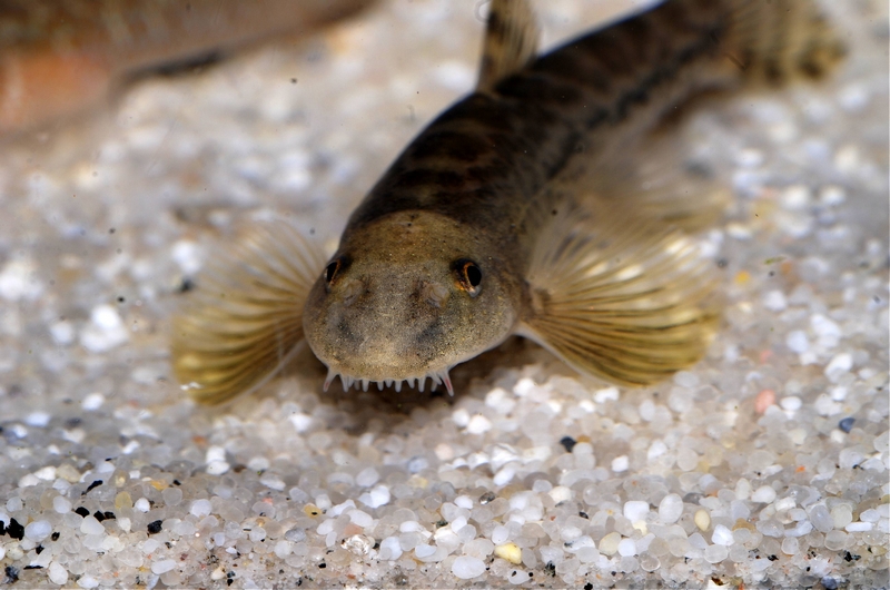 A glance at the mouthparts reveals the origin of this species' vernacular name.