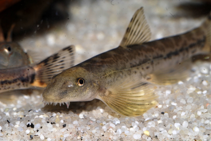 As in many balitorids the head/body are flattened and paired fins orientated horizontally.