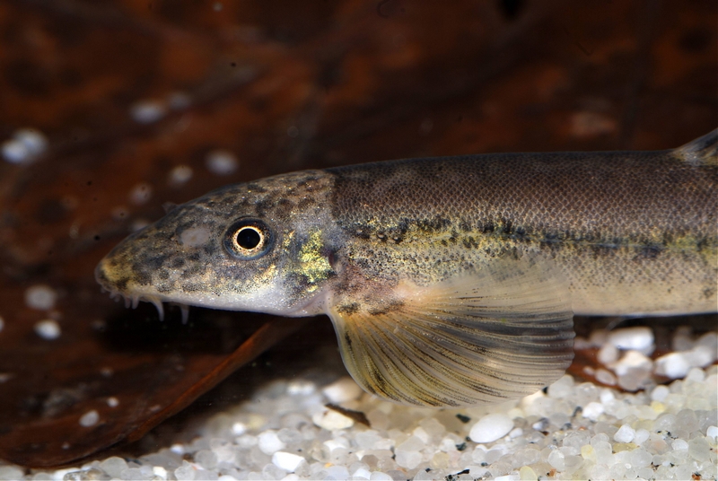 Detail of head and anterior portion of body.