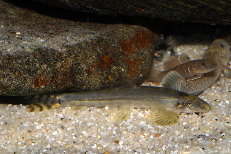 Newly-introduced specimens may also exhibit pale colouration...