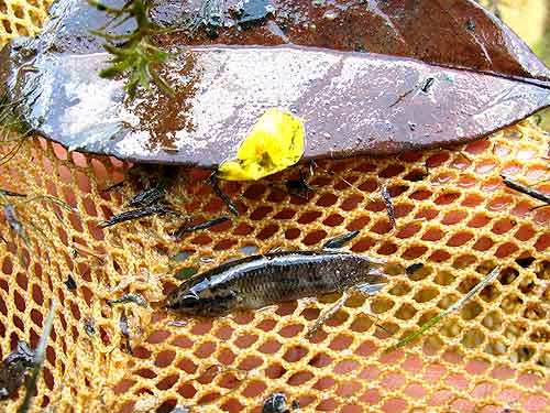 Freshly caught wild Betta simplex