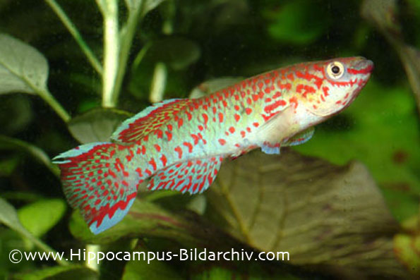 Adult male; aquarium strain.
