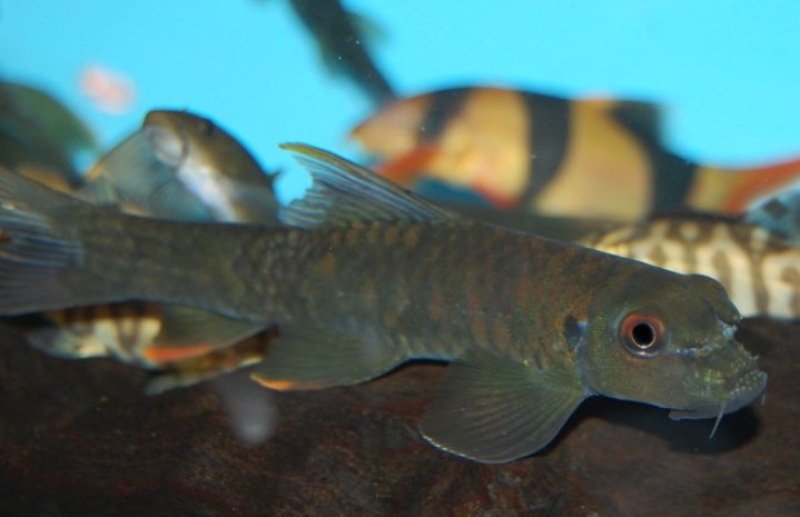 Subadult specimen from the UK aquarium trade.