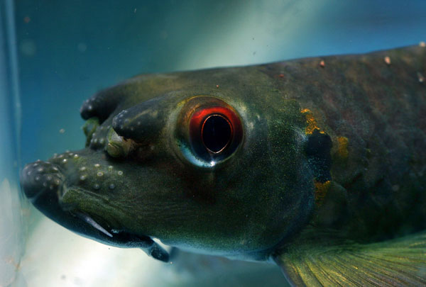 Head detail.