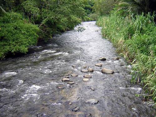 A typical habitat in the headwaters of the Barito river system.