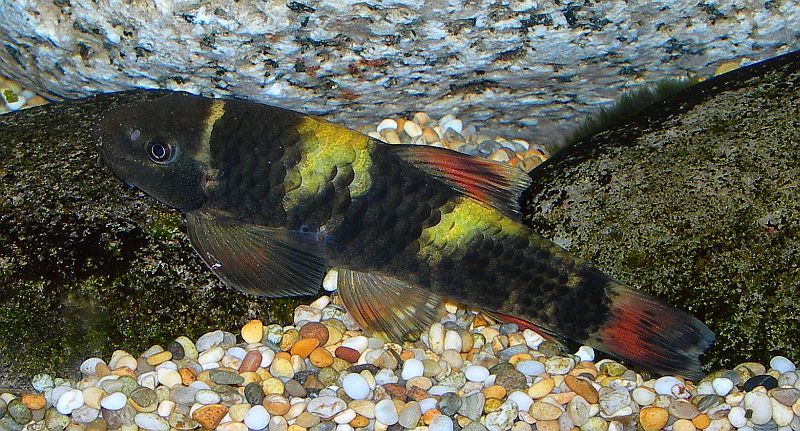 This species can be quite variable in terms of patterning and intensity of colouration.