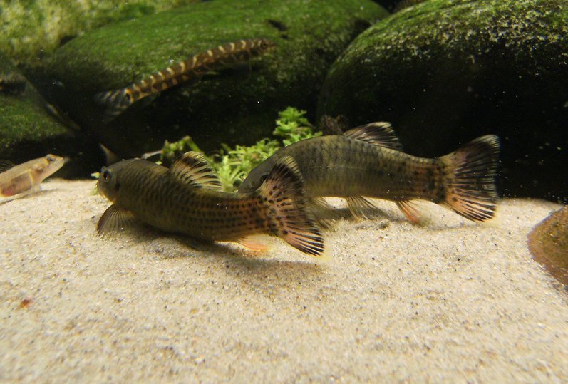 When maintained in a group individuals will often be seen sparring, during bouts of which a paler, more uniform colour pattern is displayed.