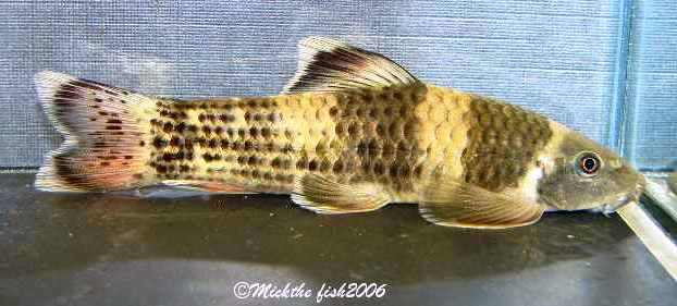 Well-conditioned adult specimen.