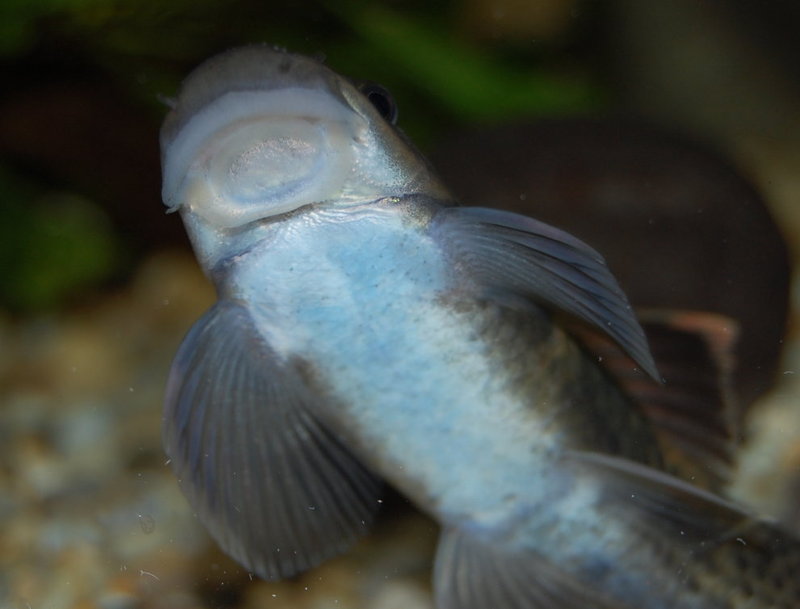 Underside of head showing adhesive disc modification to lower lip.