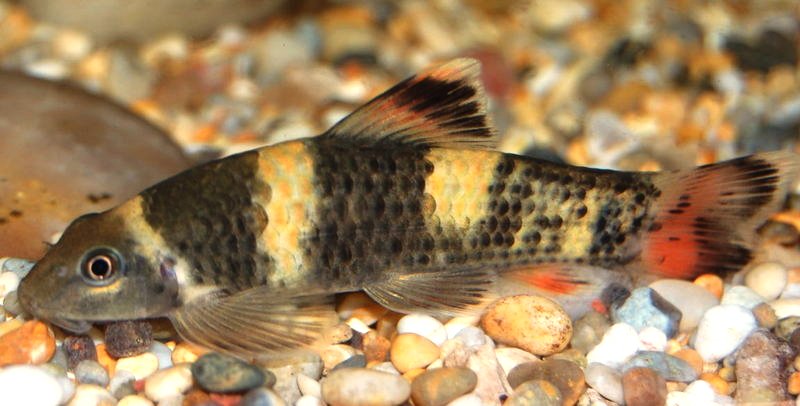 Typically-patterned individual.