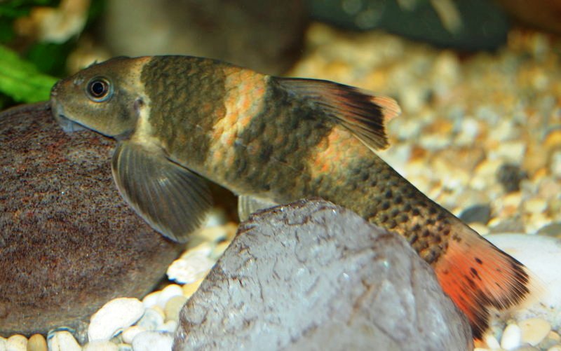 Adult.