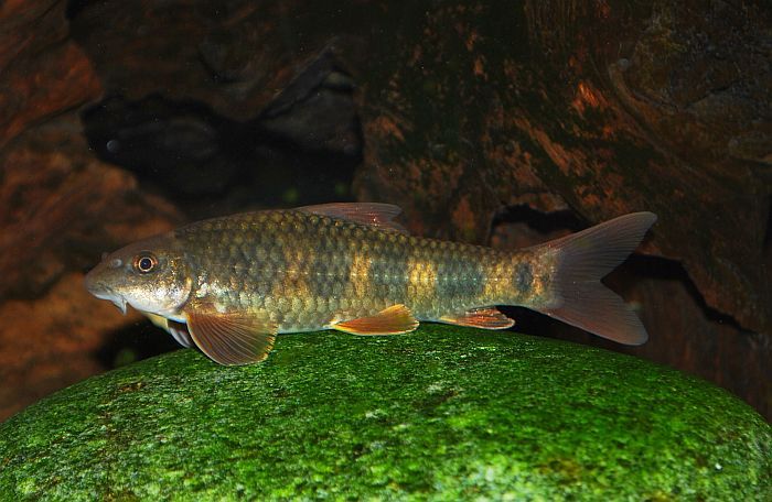 Adult, possibly female, specimen.