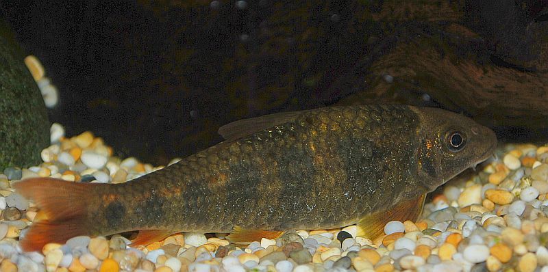 Probable adult female.