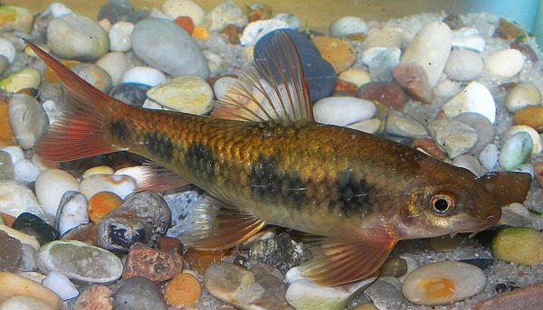 Subadult.