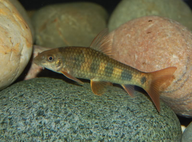 Possible adult male (note differences in body shape compared with previous and following images).