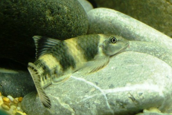 Subadult.