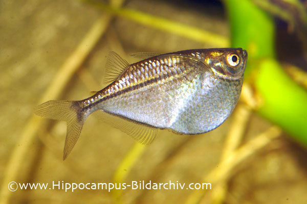 Gasteropelecus levis