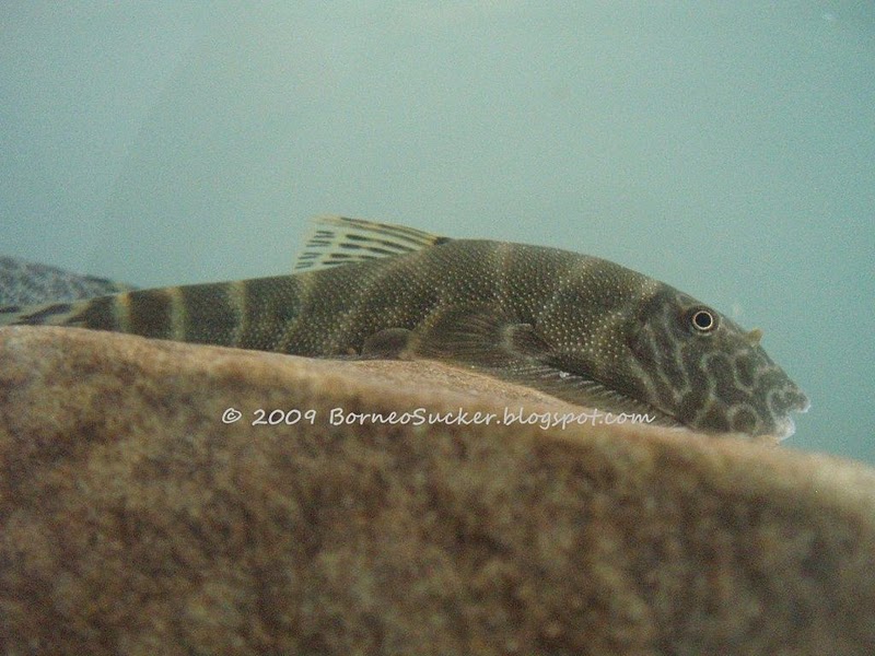 A typical specimen of G. extrorsus - note the prominent secondary rostrum on the snout.
