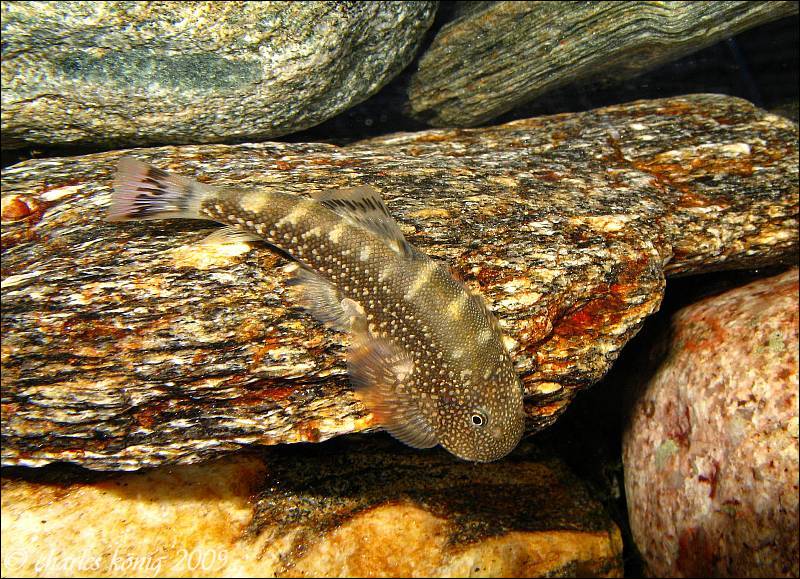 Patterning is variable but generally the head and lower portion of the body are covered in small, light spots.