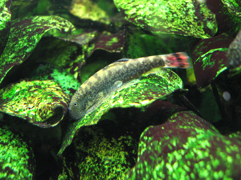 A particularly colourful specimen.