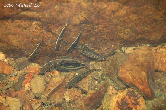 G. farragus and Paracrossocheilus vittatus underwater at the habitat in the previous image.
