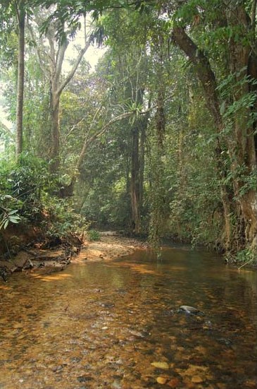 In this eastern tributary of the Sadong River, southern Sarawak, Borneo G. scitulus occurs syntopically with G. farragus.