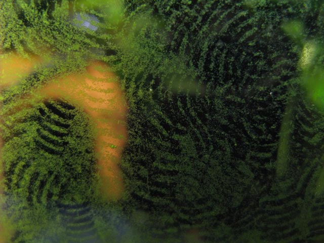 Typical grazing marks left by Gastromyzon spp.