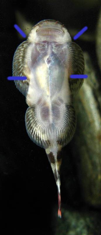 In comparison females have a more-rounded head shape and relatively wider body.