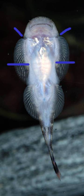Adult Gastromyzon spp. can be sexed from below with some accuracy; this is a male G. ocellatus.